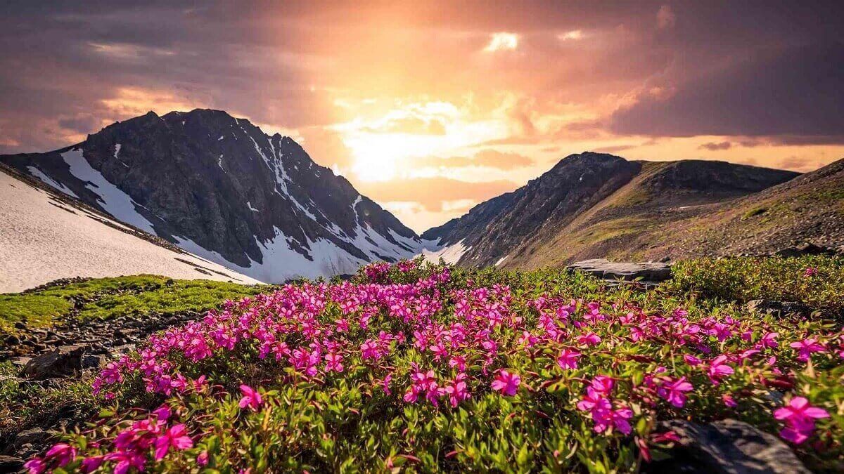 Valley of Flowers Trek